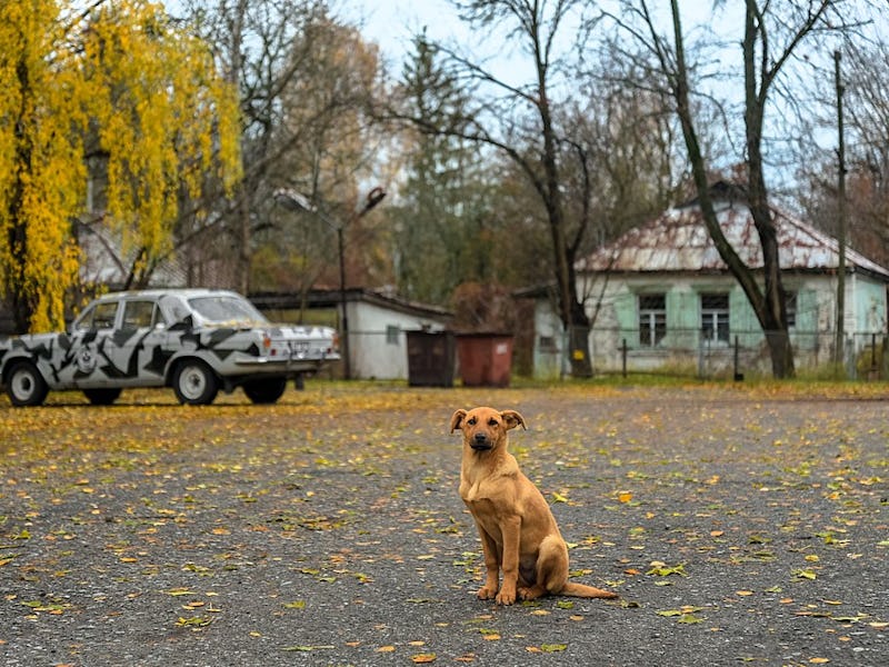 A brown dog standing at an empty parking