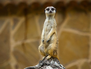 Meerkats: the most murderous mammals. 