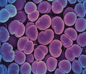 Neisseria gonorrhoeae Bacteria (16221300454)