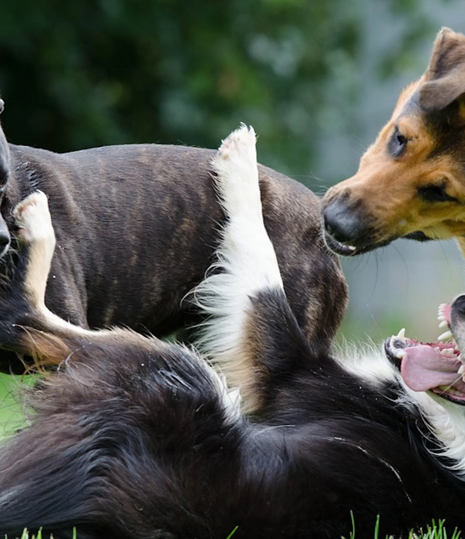 Humans Are to Blame for Making Dogs So Bad at Handling Conflict