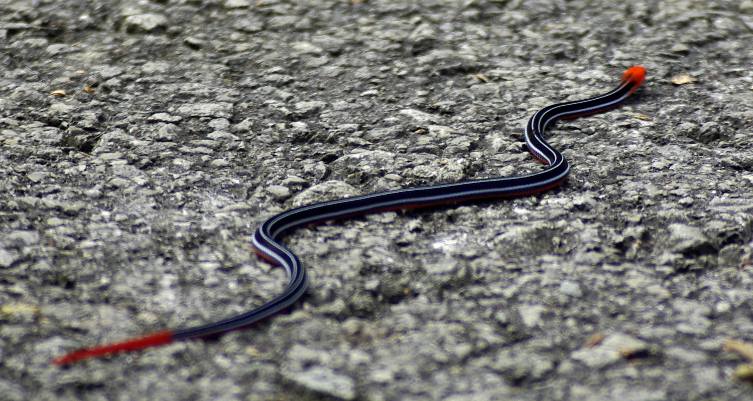 These Maps Show How Millions of People Are Vulnerable to Deadly Snakebites