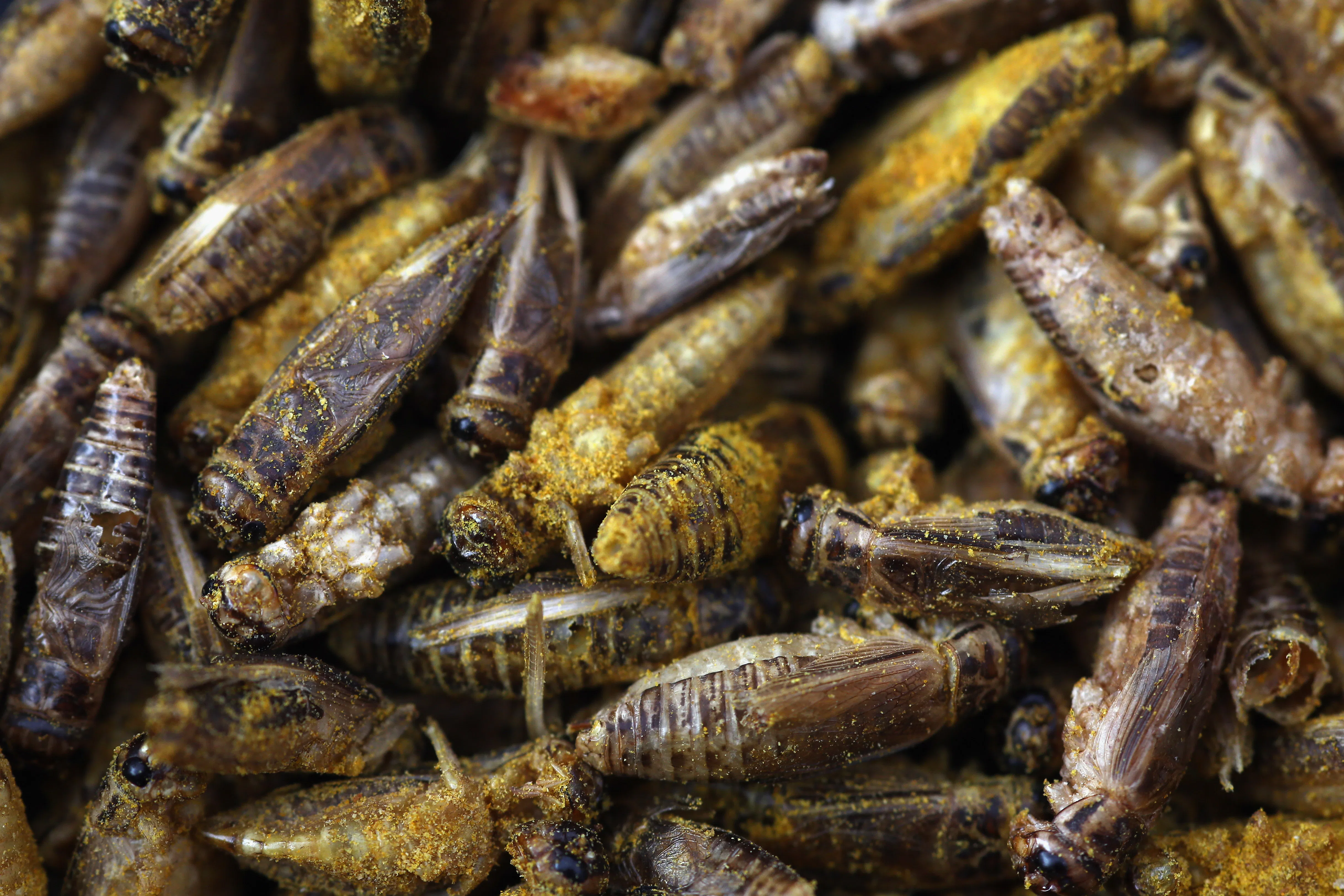 Insect Farming Is Agriculture as Dystopian Future as American Manufacturing