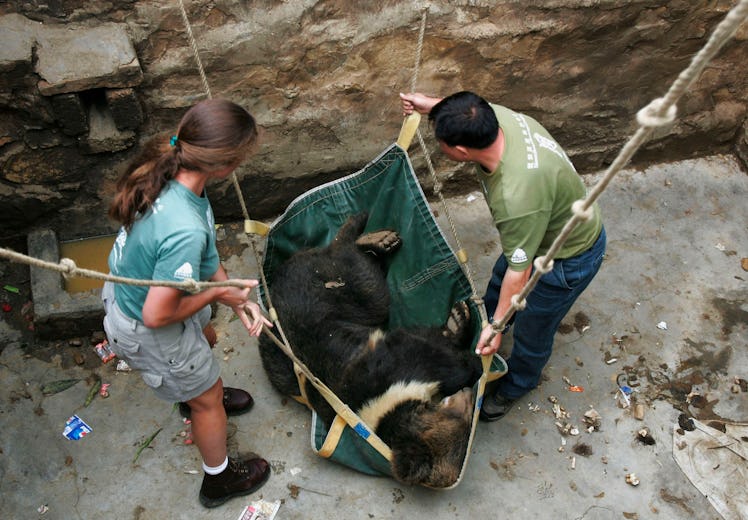 LITANG COUNTY, CHINA - JULY 24: (CHINA OUT) Veterinarians of the Chengdu Asia Black Bear Rescue Cent...