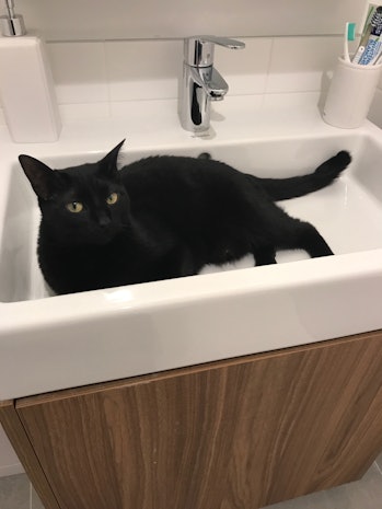 Why Do Cats Follow You To The Bathroom We Asked Scientists - Why Does My Cat Sit At Feet In The Bathroom