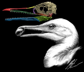 Ichthyornis dispar may be the missing link between dinosaurs and beaked birds.