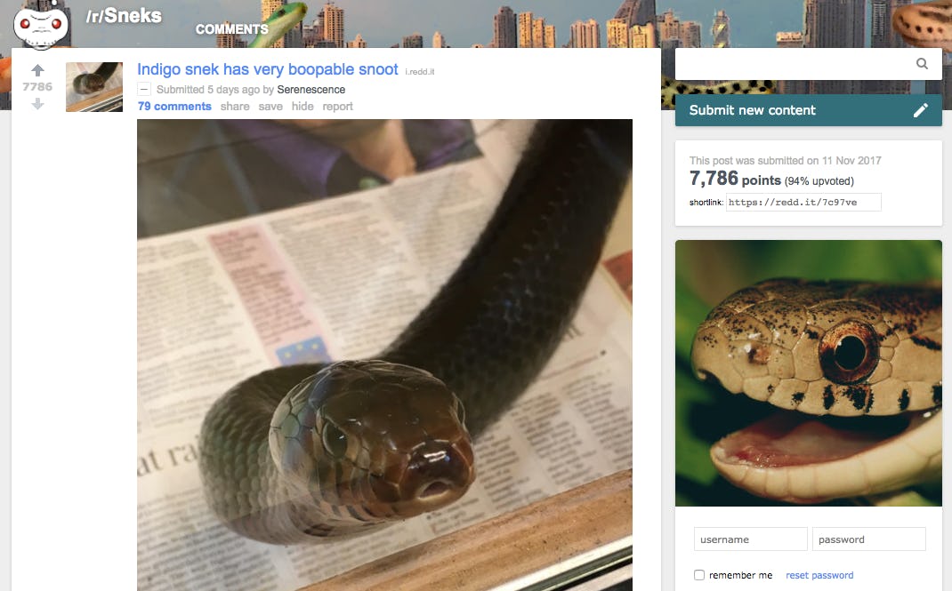 The 12 Best Animal Subreddits in One Ranked List, From Cute To Bizarre