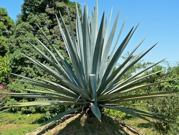 Agave Plantage bei Tequila