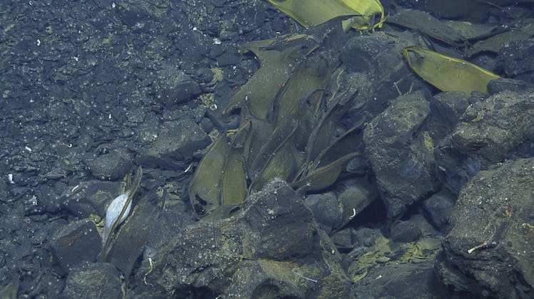 Scientists found egg cases between 30 feet and 450 feet from hydrothermal vents.
