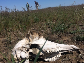 Researchers watched saiga antelopes die, then took tissue samples for lab analysis.