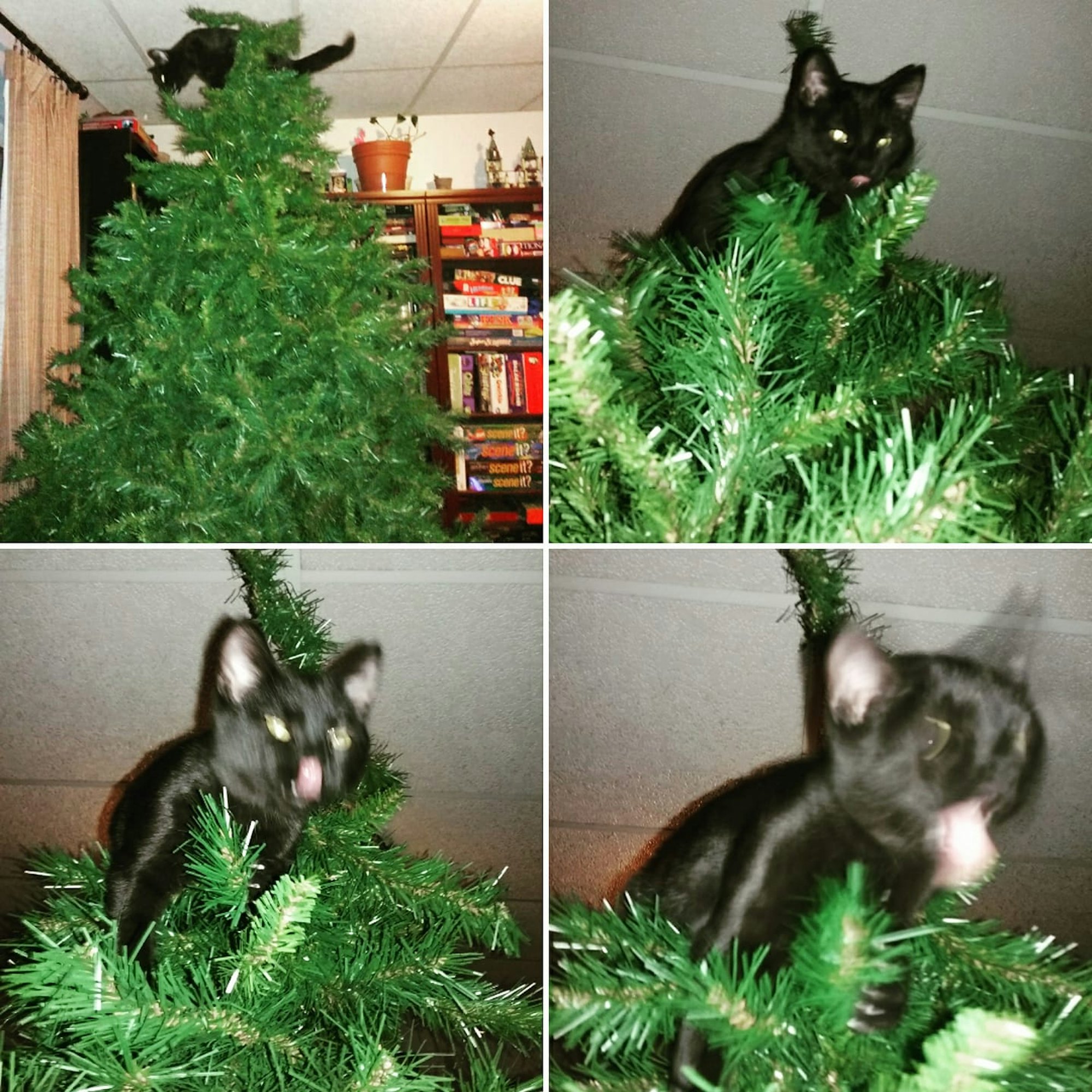 Why Do Cats Like Christmas Trees A Scientist Explains