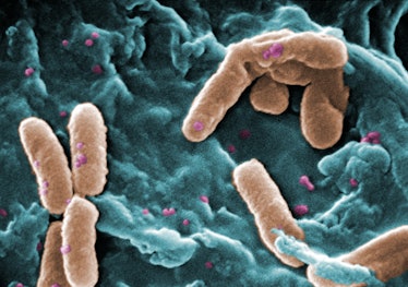 bacteria 