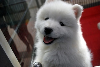 cute doggo
