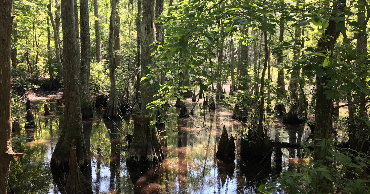 Swamp Has Why Swamps Are More Important for the Climate Than Ever Before
