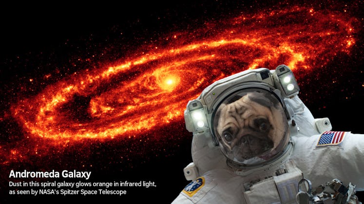 Clyde, the author's dog, observes the Andromeda Galaxy.