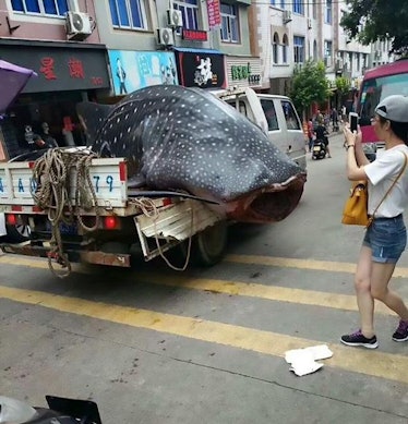 whale shark