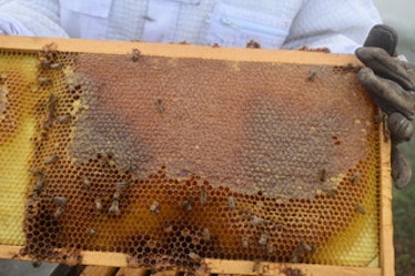 Varun Madan took regular honey measurements to see how healthy his hives were.