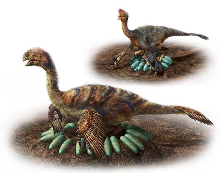 Oviraptorosaur, dinosaur eggs