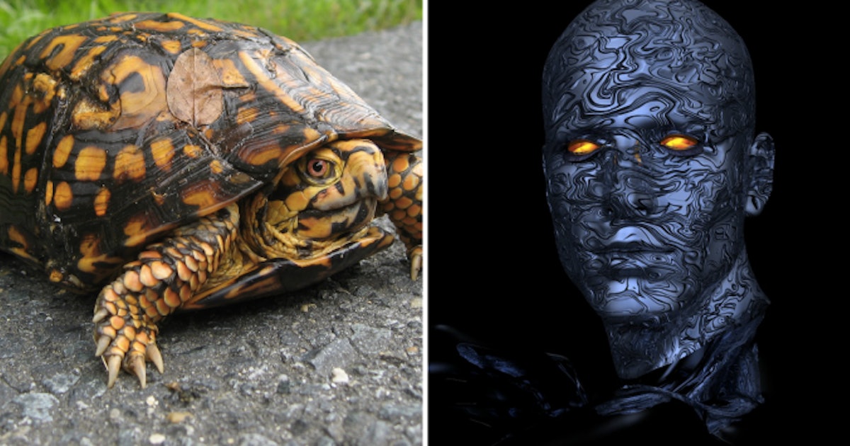 Human Scientists Can Control Turtles With Their Minds