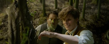 A Bowtruckle in 'Fantastic Beasts and Where to Find Them'