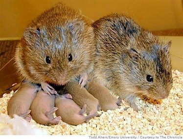 prairie vole rodent mate social pair bond romance love wow B^) neat science