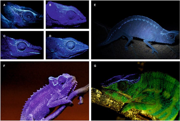 UV glowing chameleons