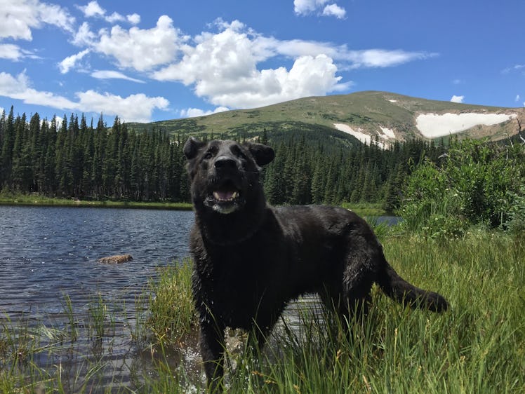 Bear, CBD, dog