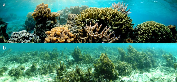 Collage of corals in an marine protected area and corals outside marine protected areas 