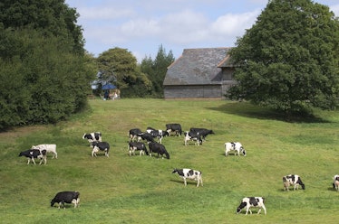 Cows graze in a field at the Winterdale Cheese Farm in Kent in the Southeast of England.