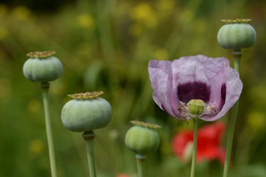Papaver Opium Poppy seed pods (2)