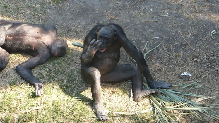 Female Chimp picking her nose