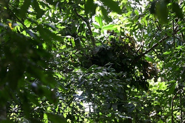 Chimp's Nest