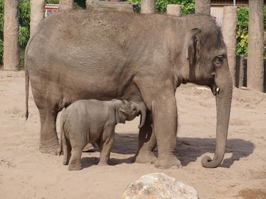 Elephants are known to have strong bonds and mourn for their dead.