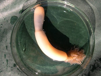 Priapulid worm Priapulus caudatusin a Petri dish.