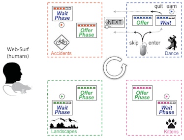 Instead of a maze with treats, researchers had humans "forage" for entertaining video on a computer....