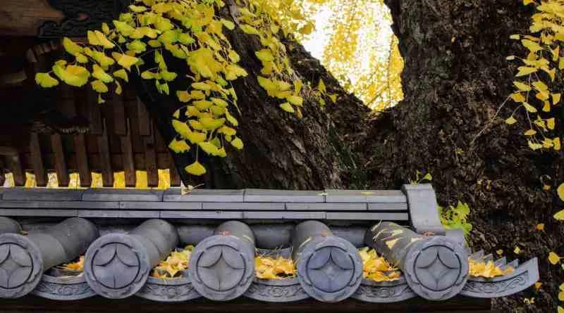 Hiroshima A-Bomb: Ginkgo Trees That Survived the Blast Still Grow