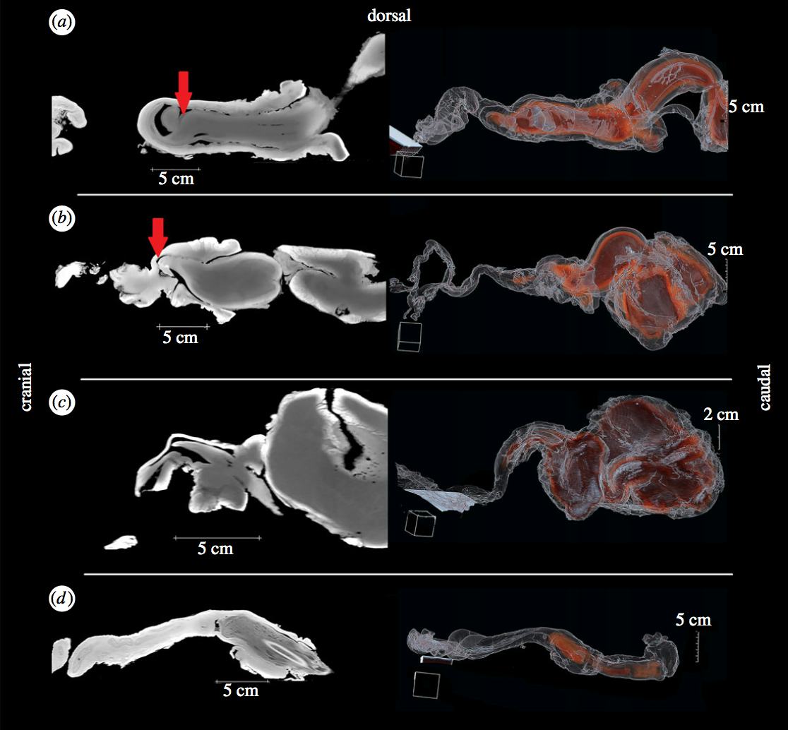 Дельфиндік пенис