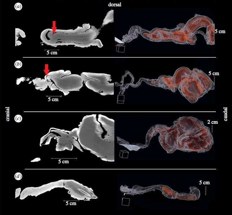 Дельфиндік пенис Дельфиндік пенис