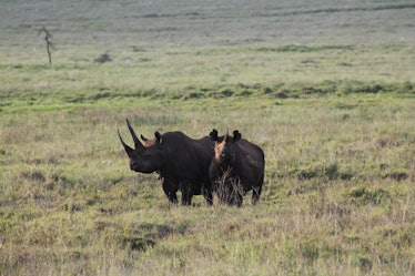 black rhinoceros 