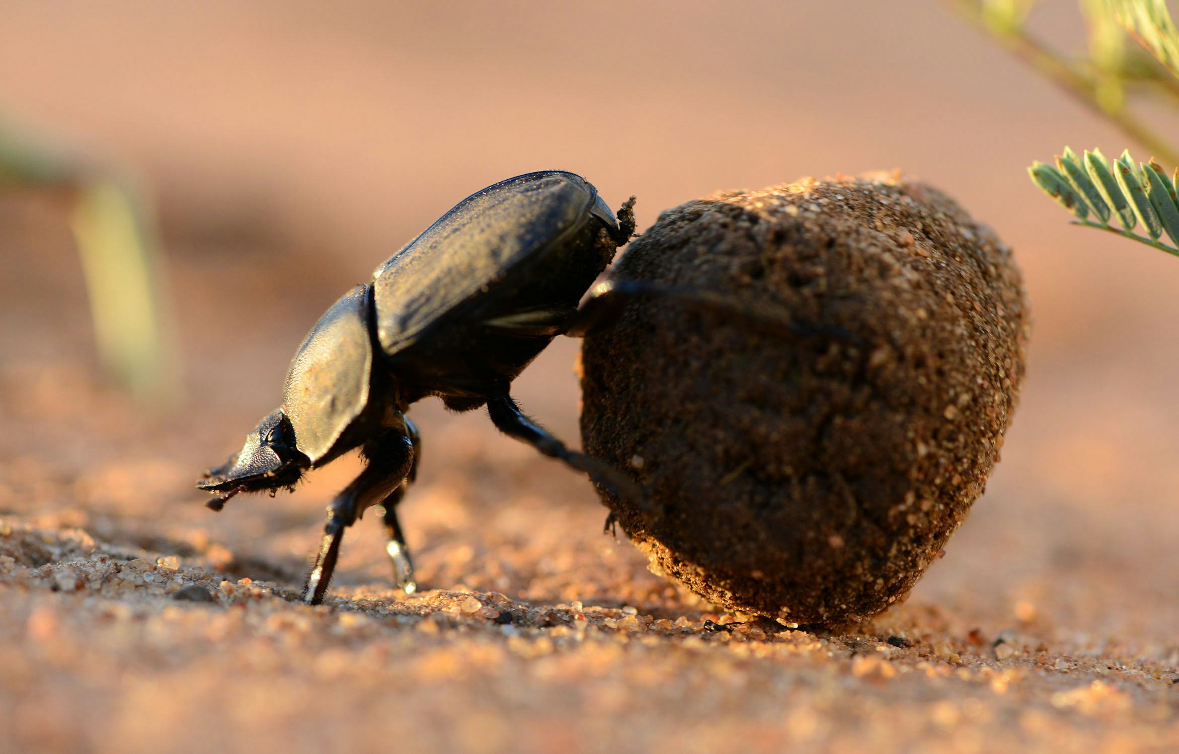 Dung Beetles Use More Than Celestial Cues to Successfully Roll Away Poop