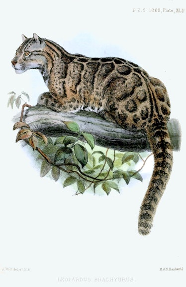 Formosan clouded leopard 