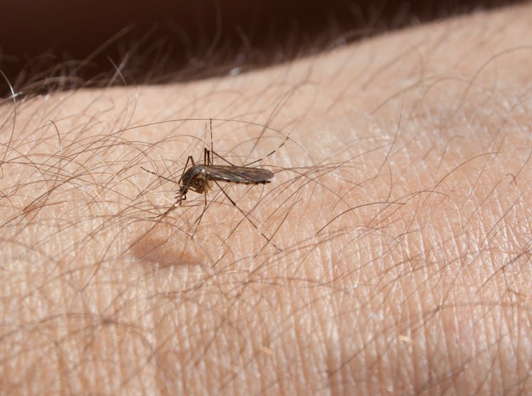450 thousand genetically modified male mosquitoes were released per week for 27 months in Jacobina, ...
