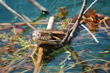 The international wildlife trade brought the Burmese python to Florida, where it has become an invas...