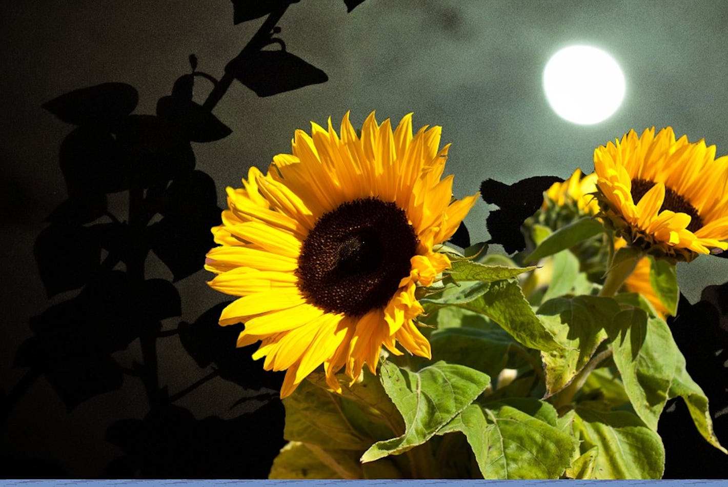 What Is a Flower Moon? How This Celestial Event Is Different From Others