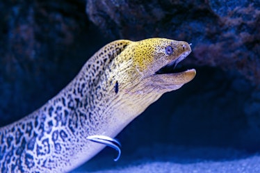 The cleaner wrasse is well known for cleaning parasites off larger fish, and has long been recognize...