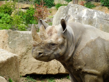 black rhinoceros