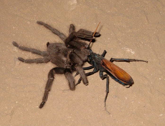Why Allowing A Tarantula Hawk To Sting You Is Evolutionarily Backwards
