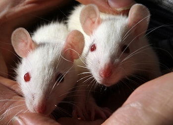 New study examines the love preferences of rats.