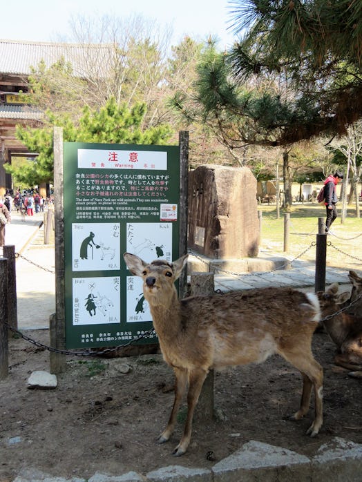 Nara Park Deer and Warning Sign