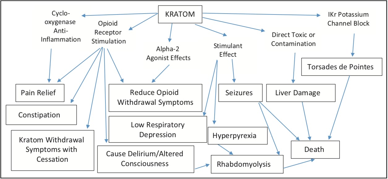 Kratom: A New Report Maps One Possible Future For The Controversial Drug