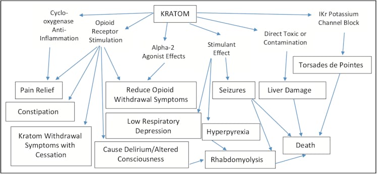 Table scheme presenting kratom effects